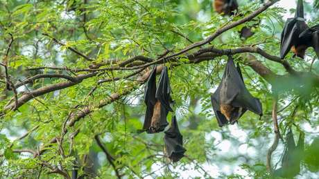 Morcegos são forçados a conviver com humanos por causa da destruição de seu habitat natural