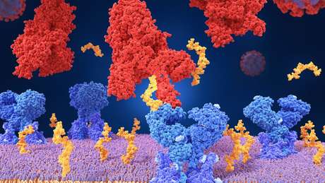 Para entrar na célula, o vírus SARS-CoV-2 se liga a uma molécula presente na superfície da célula (seu receptor)
