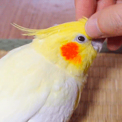 Quem não ama um carinho? Quem não ama um carinho?