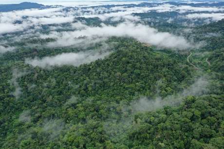 Modern tropical forests are dense, with thick tops, unlike what existed at the end of the Cretaceous period