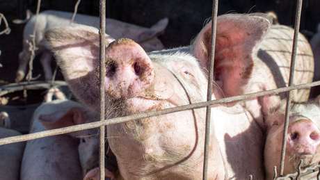 A gripe suína causou pânico em 2009 e levou o Egito a abater 300 mil porcos
