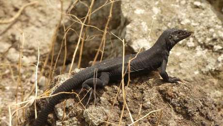 Com a erradicação das espécies invasoras, a vida selvagem conseguiu prosperar