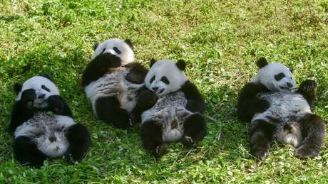 Como os pandas gigantes escaparam da lista de animais ameaçados de extinção