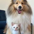 Cachorras conquistam web ao "adotarem" filhote de gato: 'Estão inseparáveis'