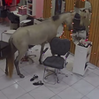 Cavalo invade salão de beleza em Teresina para se olhar no espelho