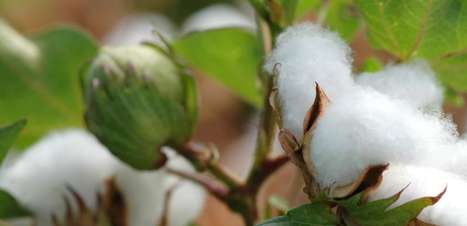 Grande exportador de algodão, Brasil pode perder mercado