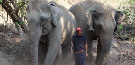 Coronavírus: elefantes da Tailândia podem morrer de fome com o colapso do turismo