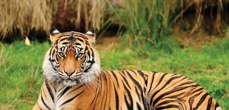 Procurado por 20 anos, caçador que matou mais de 70 tigres é preso