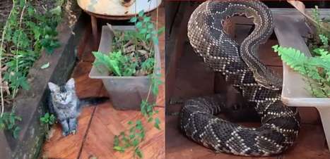 Gata 'alerta' dono sobre cobra cascavel em casa no MS