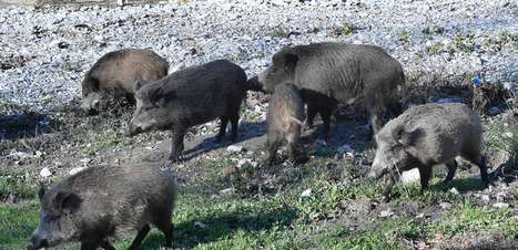 Itália publica novas medidas para conter foco de peste suína