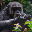 Chimpanzé mais idoso do País morre aos 67 anos; animal superou a expectativa média de vida