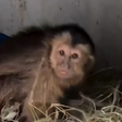 Macaquinha é resgatada debaixo de carro na região do Jardim Botânico