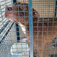 Pitbull invade escola do RJ, e seis crianças ficam feridas