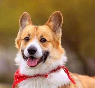 Dicas para proteger os cães e gatos das altas temperaturas