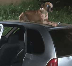 Rapaz adota cão de rua que protegeu seu carro após roubo