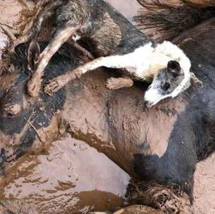 'Há rebanhos debaixo d'água': o sofrimento dos animais nas enchentes