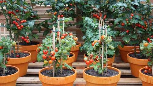 https://p2.trrsf.com/image/fget/cf/500/0/images.terra.com/2022/07/24/547545905-6-passo-a-passo-para-plantar-tomates-em-vasos.jpeg