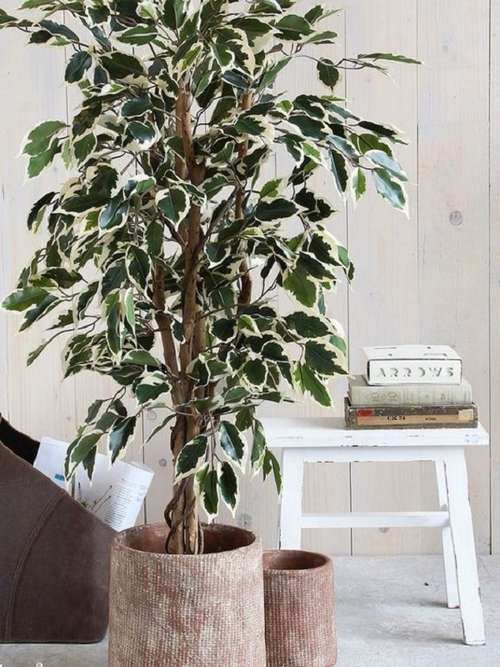 eugenia bonsai Eugenia Buxifolia Specimen – Bonsai Ottawa main image 1