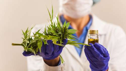 Primeiro extrato de cannabis fabricado no Brasil é aprovado pela
