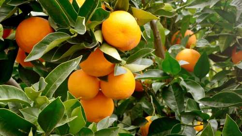 Folhas de Laranjeira: Quatro Rituais para um Futuro Próspero e Renovado