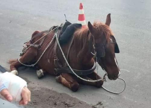 Cavalo exausto cai em rua de Tramandaí enquanto puxava carroça com carga  pesada