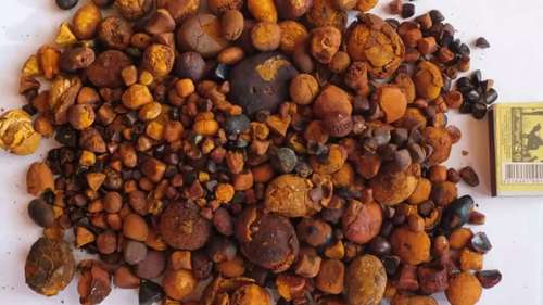 O Valor Oculto: O Que Torna as Pedras de Vesícula Bovinas Tão Preciosas no Mercado Global?