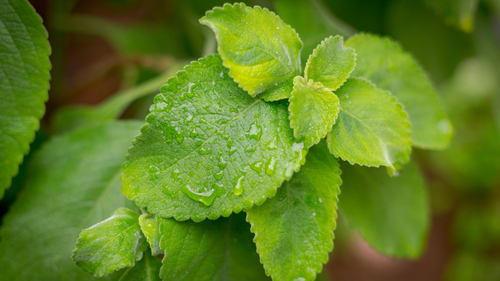 Recuperação Pós-Festas: O Poder do Boldo para Renovar as Energias