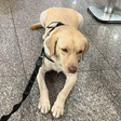 Voo para Lisboa é cancelado após TAP não embarcar cão de criança autista