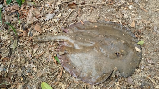 Arraia de água doce morta após seca do rio