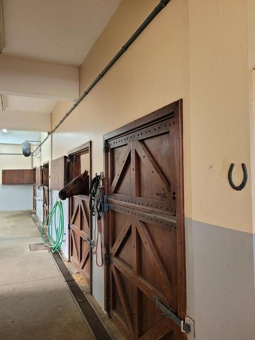 Cavalo Caramelo, um anos ap&oacute;s ser resgatado de telhado nas enchentes do RS, vive com conforto em hospital veterin&aacute;rio de universidade em Canoas