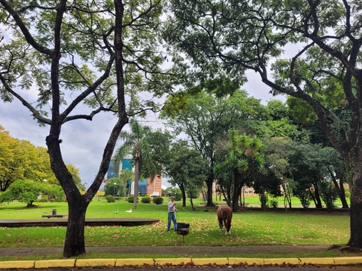 Cavalo Caramelo, um anos ap&oacute;s ser resgatado de telhado nas enchentes do RS, vive com conforto em hospital veterin&aacute;rio de universidade em Canoas