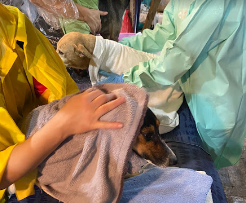 Animais sendo acolhidos ap&oacute;s resgate, em maio passado