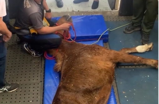 Cavalo Caramelo no dia que foi resgatado