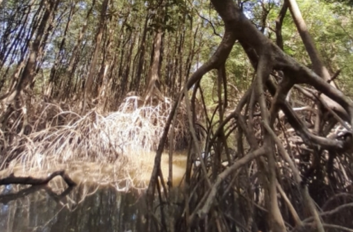 Troncos de árvores tornam trajeto do Rio Juruá ainda mais complexo