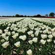 Entenda por que os insetos polinizadores estão sumindo no país das tulipas