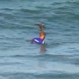 Pássaro pousa na cabeça de surfista brasileiro durante bateria de classificação
