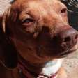 Cachorro morre degolado em invasão a casa em SP; só câmeras foram levadas