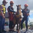 Bombeiros resgatam cavalo ilhado em telhado e descobrem que animal é égua