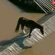 TV flagra cavalo ilhado em telhado de casa no Rio Grande do Sul