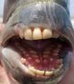 Peixe com dentes 'humanos' é capturado nos EUA