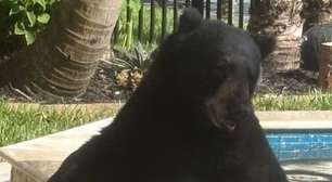 Urso invade quintal, deita curte hidromassagem e dorme em sofá nos EUA