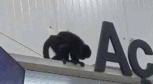 Macaco 'Chico' invade mercado, bebe cerveja e provoca 'caos'; veja