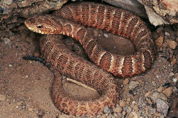 Bothrops itapetiningae