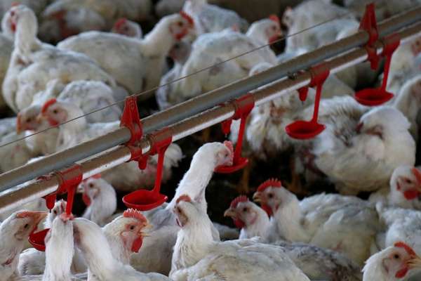 Criação de aves 
31/05/2016
REUTERS/Rodolfo Buhrer