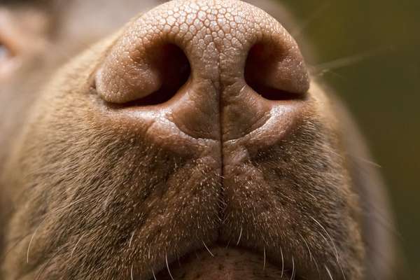 Getty Images / BBC News Brasil Close no focinho de um labrador