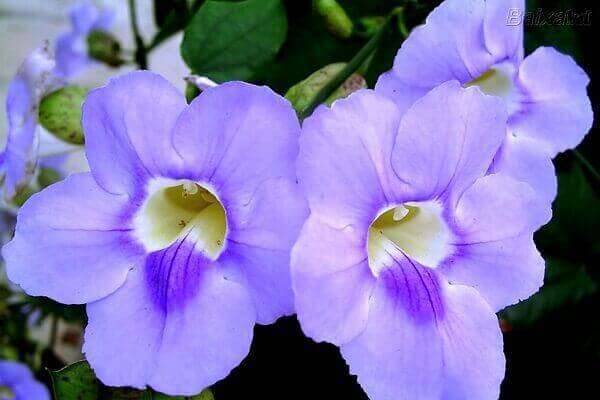 Trepadeira 67 Fotos E Dicas Especiais Para Ornamentar O Seu Jardim