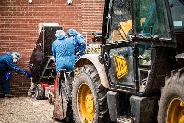 A Holanda é outro país onde visons foram abatidos