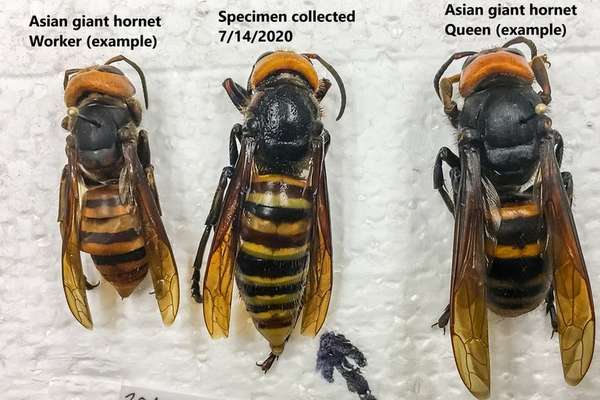 A vespa gigante asiática capturada em julho (ao centro), em comparação com outras da mesma espécie