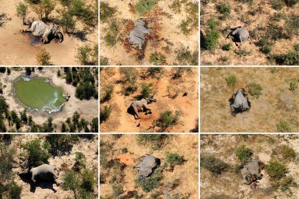 Conjunto de fotos de elefantes que morreram em maio e junho deste ano