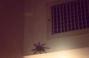 Australiano encontra aranha em quarto: "não vou dormir hoje"